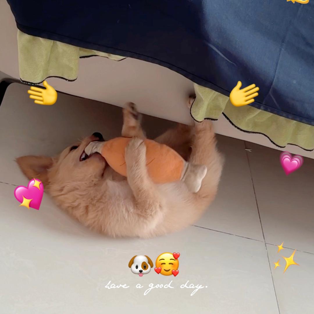 小狗🐶