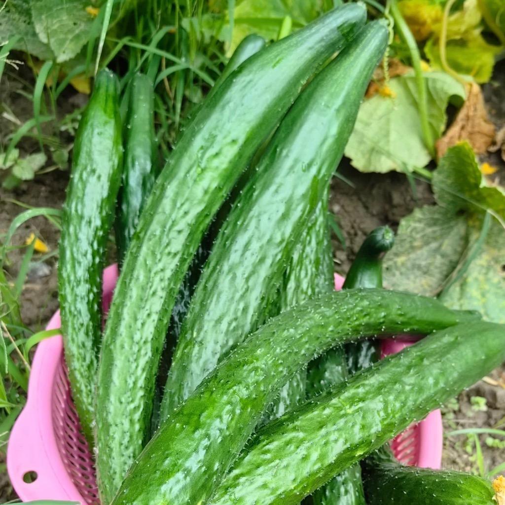小迪说黄瓜