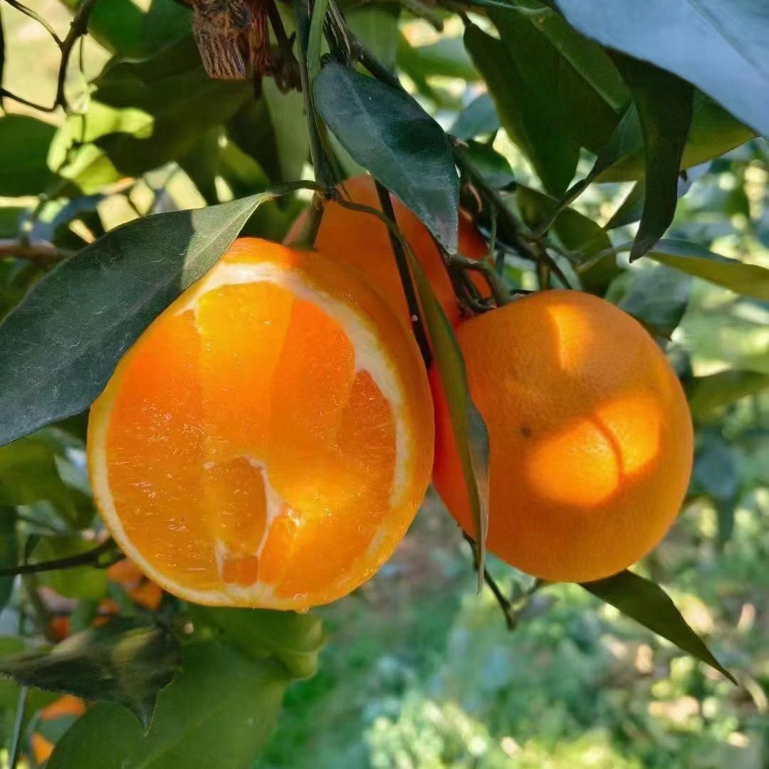 爱宝贝儿果业
