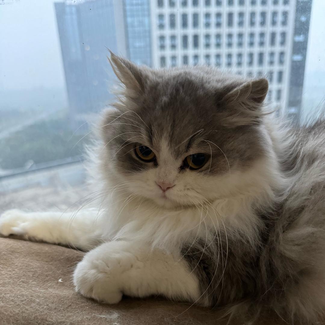 yy要开心