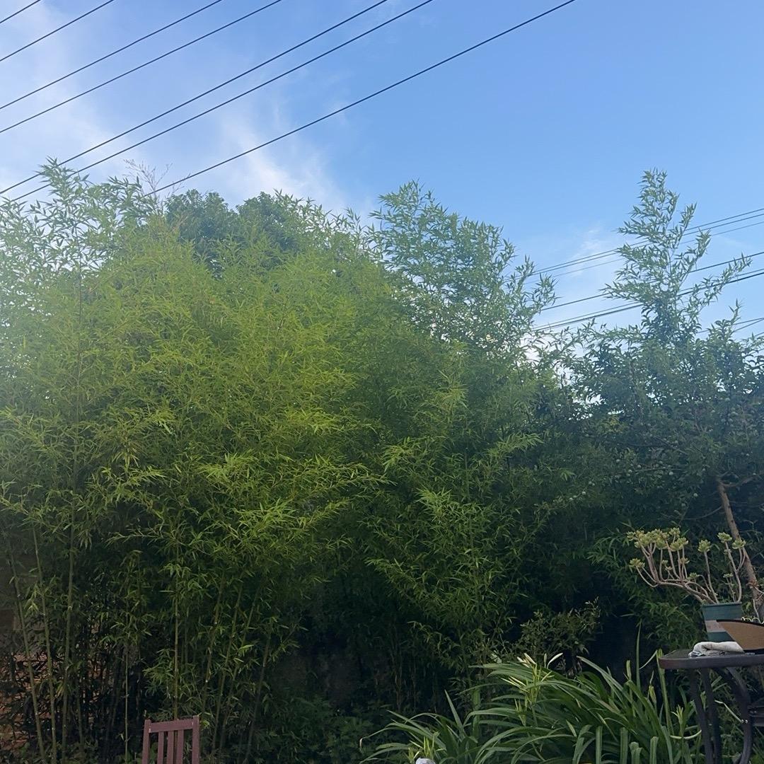 蛋蛋爱打枪