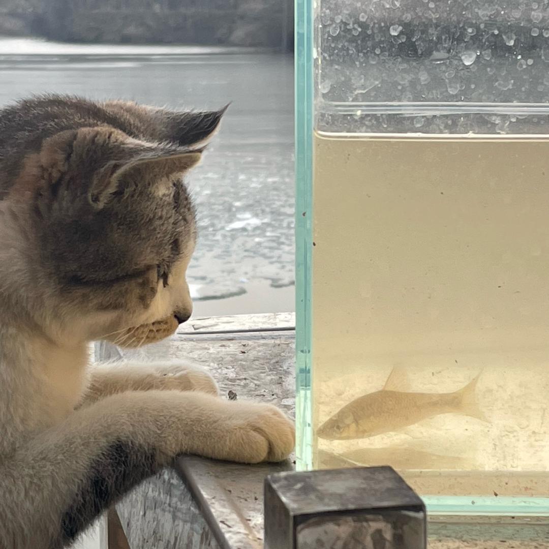 爱喂猫的我
