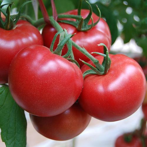 赵哥普罗旺斯西红柿、铁皮西红柿