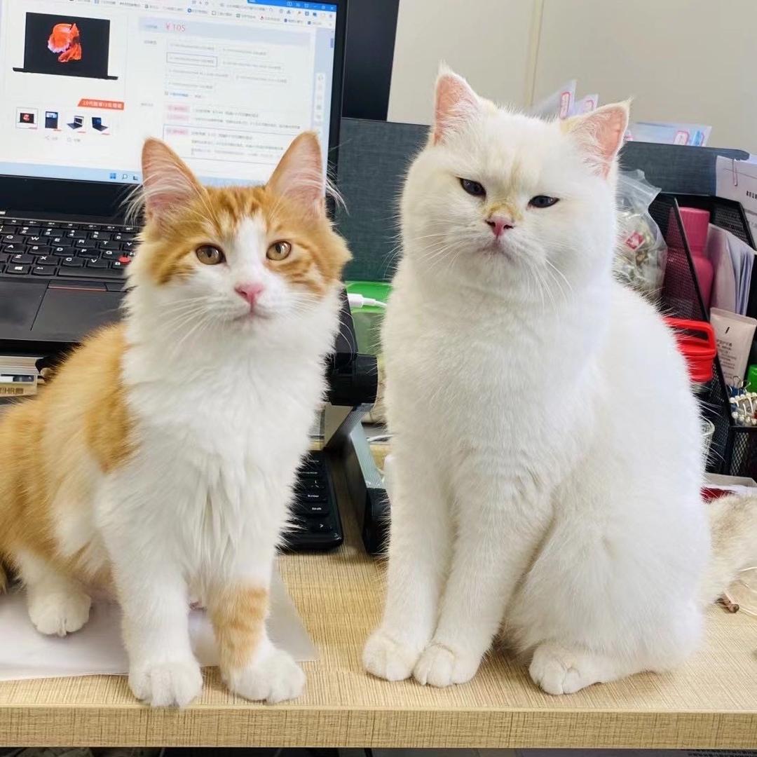 叔哥和他的猫