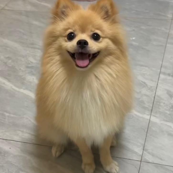 ＧＤ