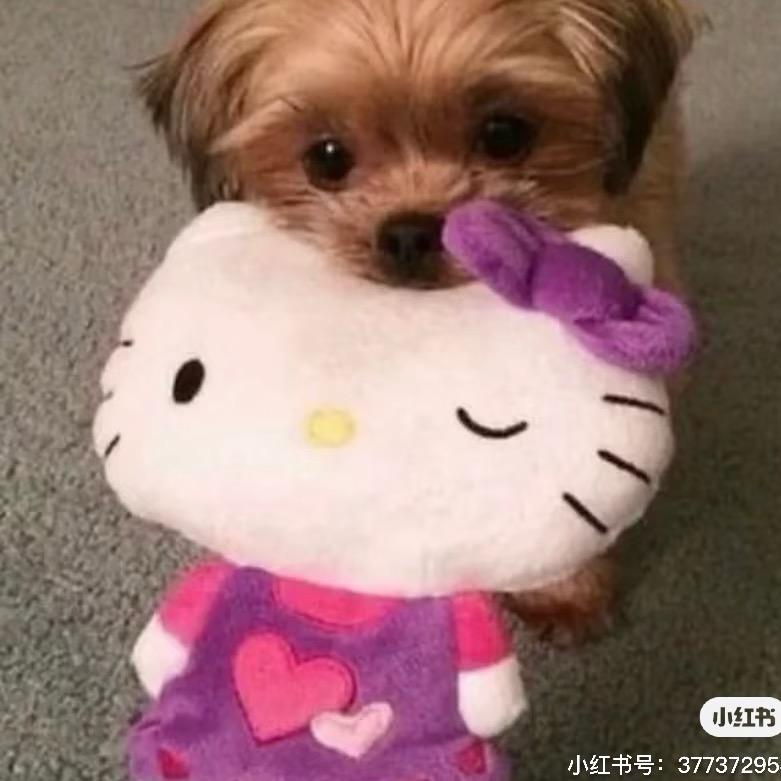 黄焖鸡ᐝ