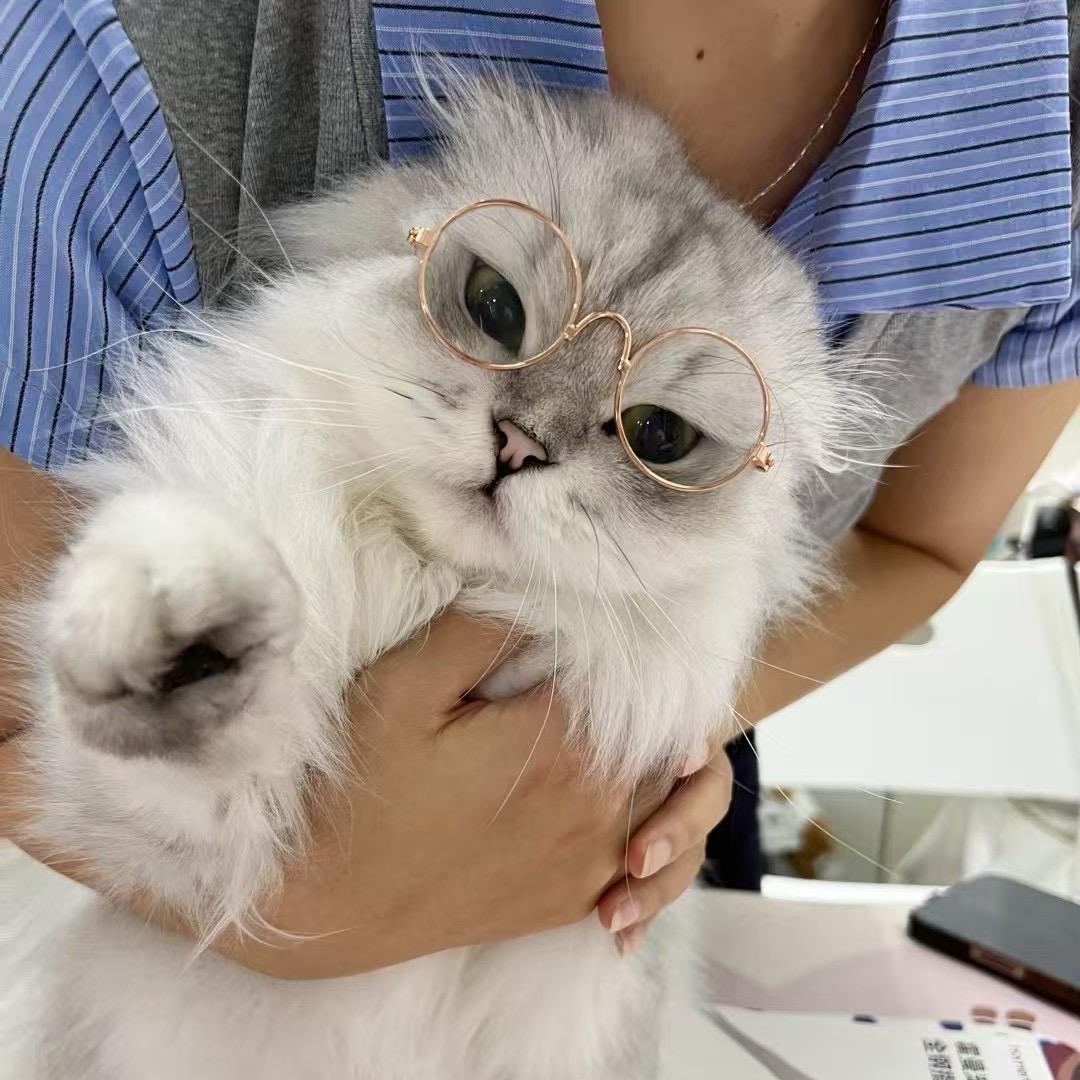 泰格是只猫