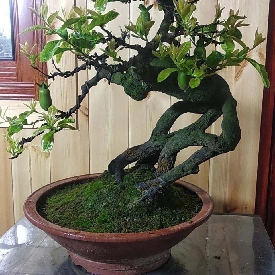 小亿家有金弹子