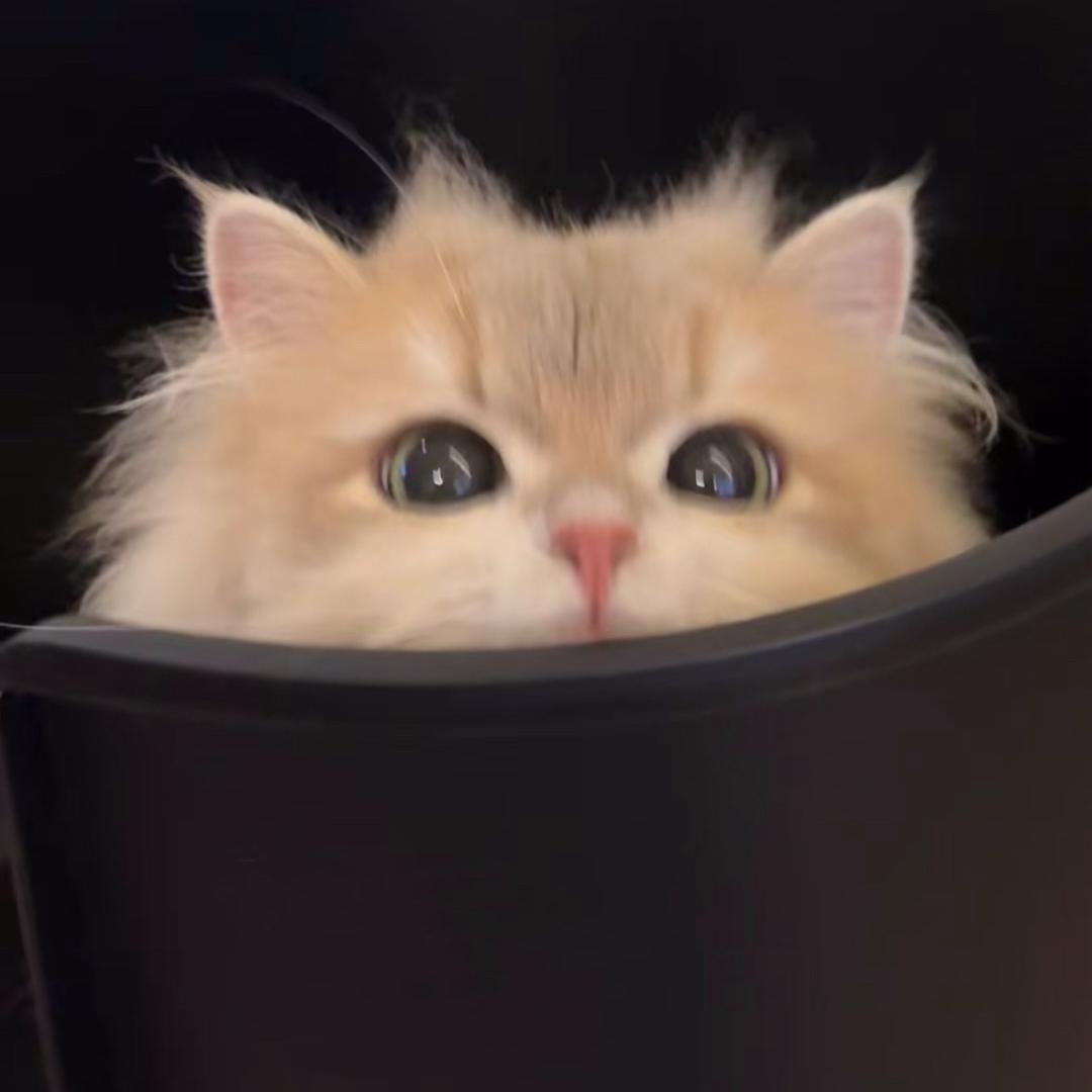 沐和猫舍官方号