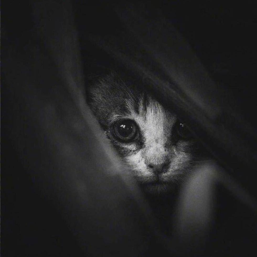 猪猪不乖