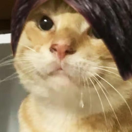 一口两只拉拉肥