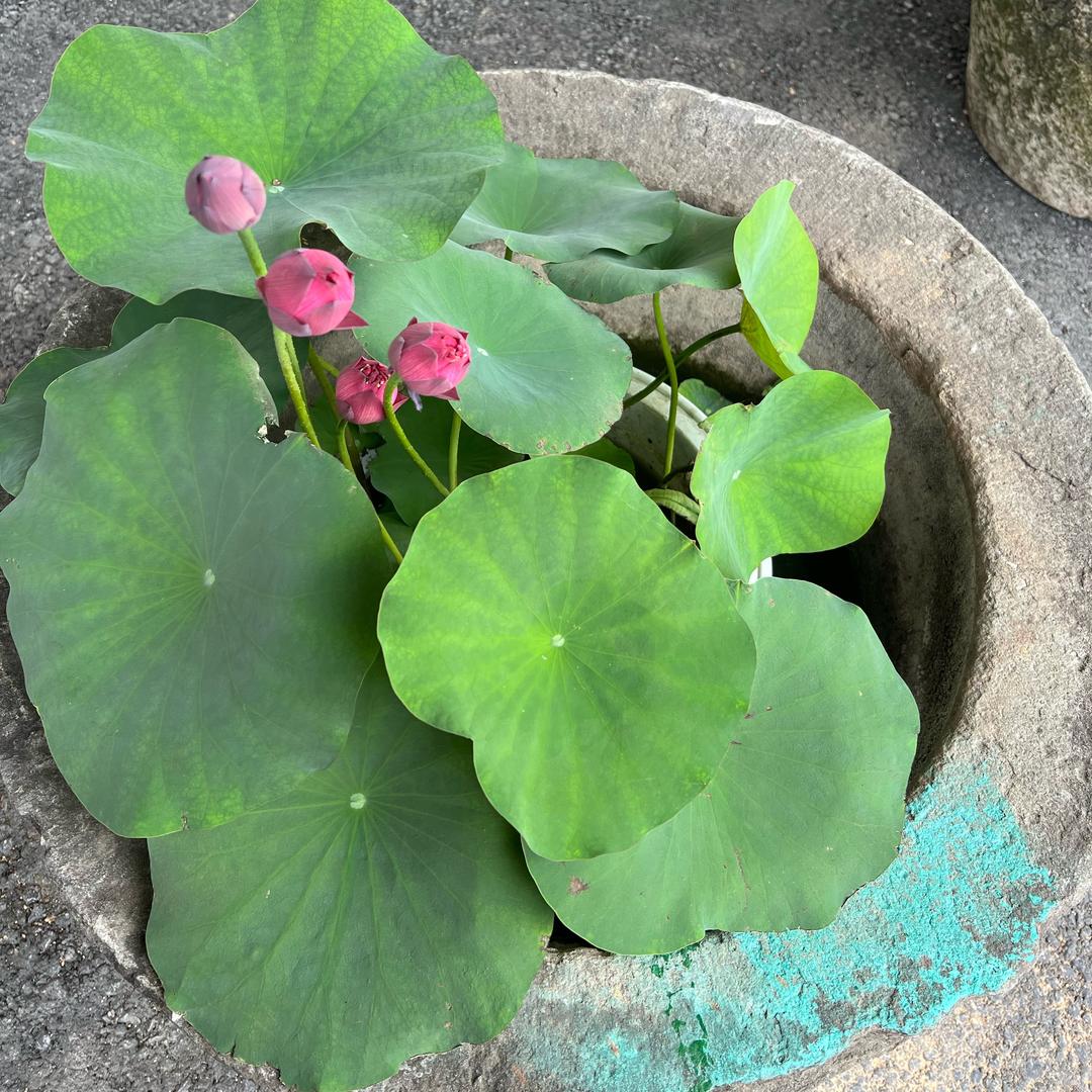 🍀🍀Lucky🍀🍀