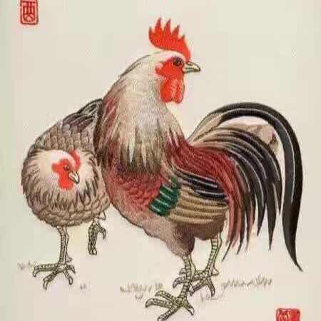 小马