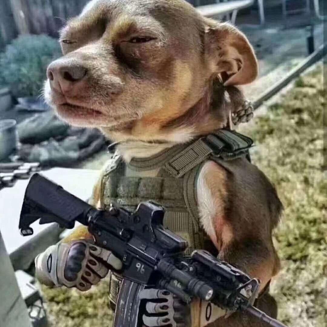 恒大犬舍🐕‍🦺