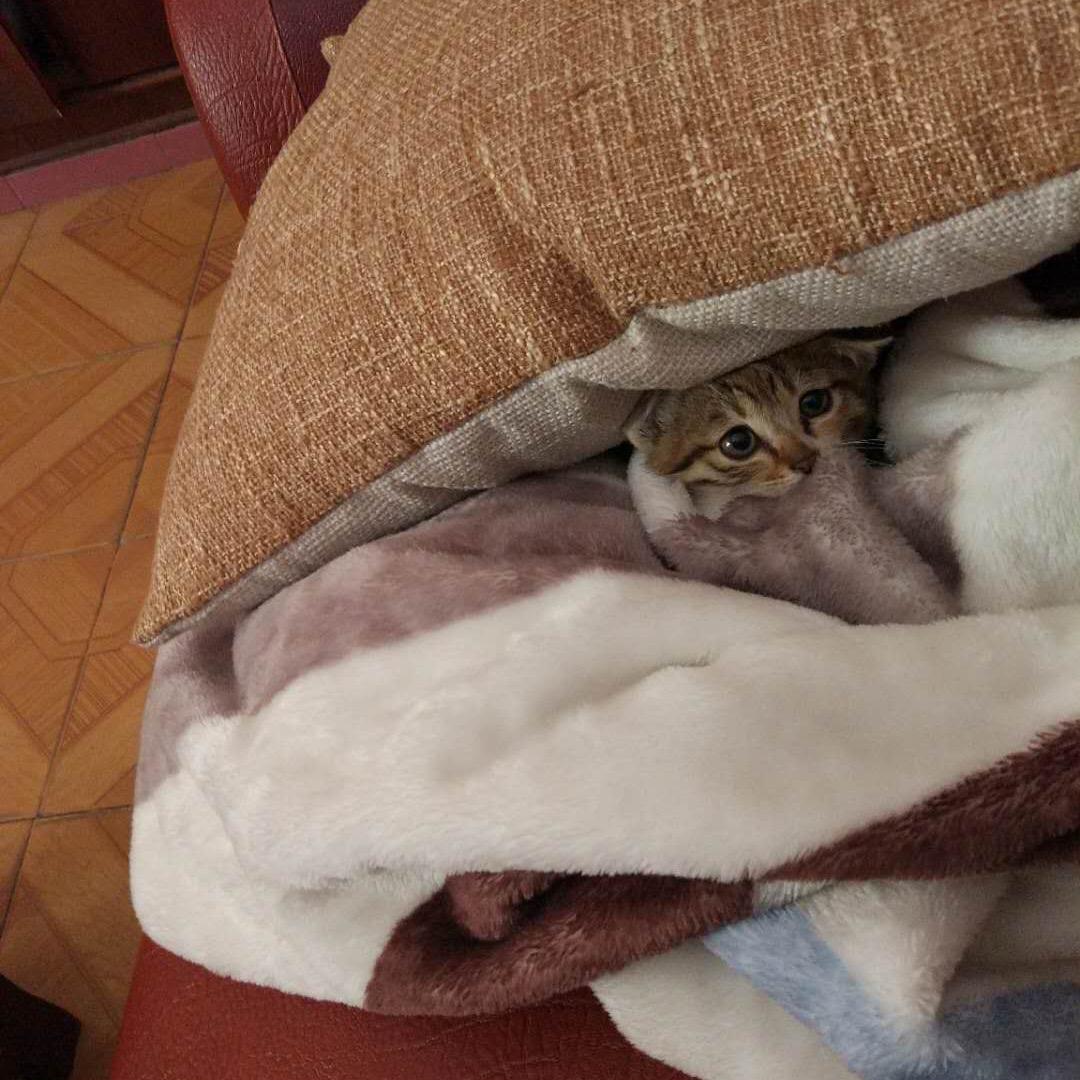 今天开始剁手了