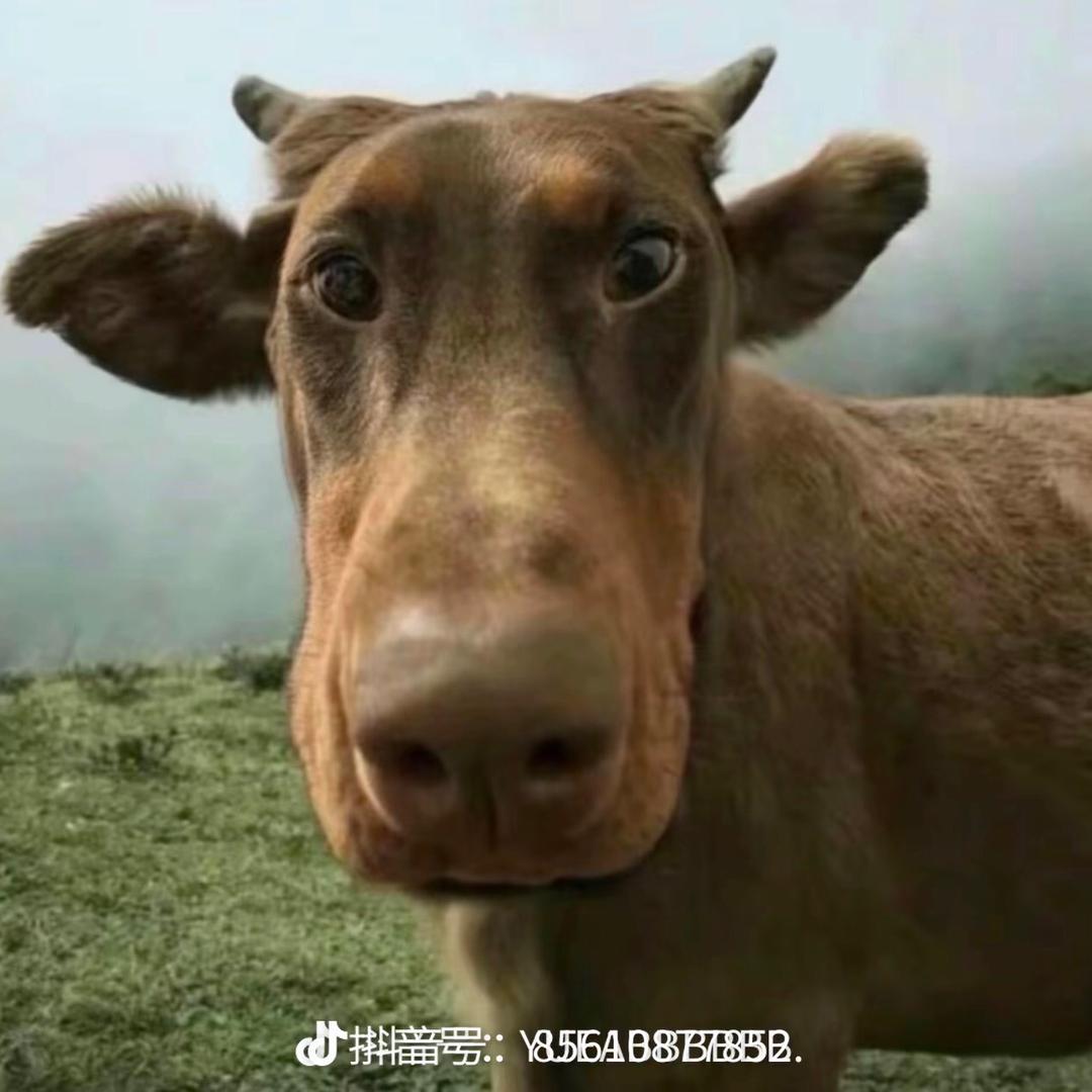 十三叔.....💕