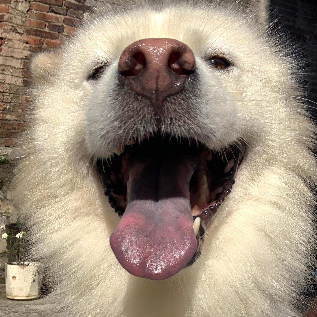 犯困的吐司包