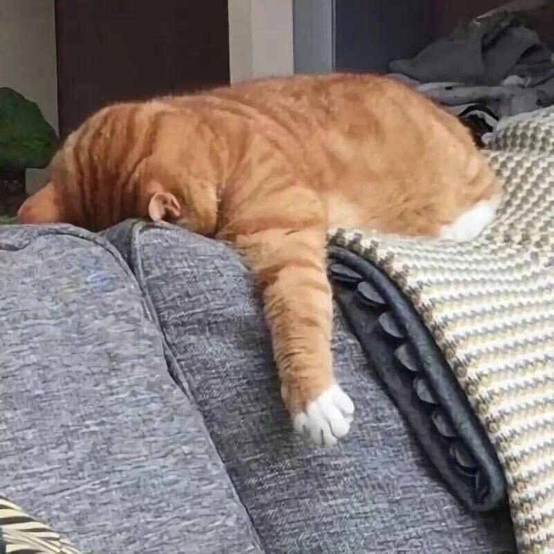 悠崽