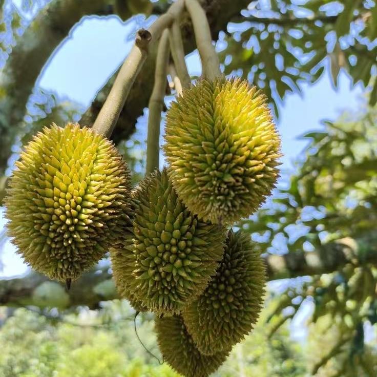 泰国榴莲严选