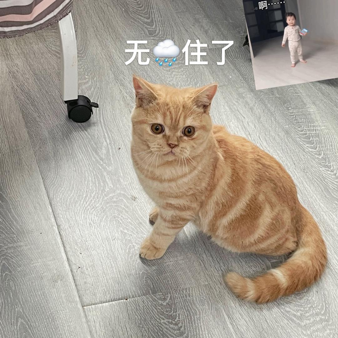 哈士猫-建军