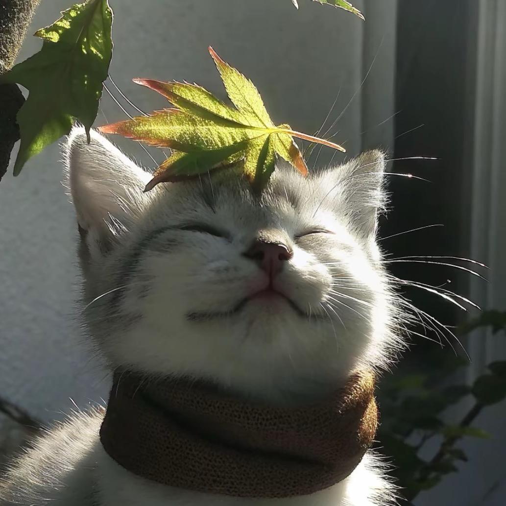 𝙆𝙞𝙩𝙩𝙮托哒咩