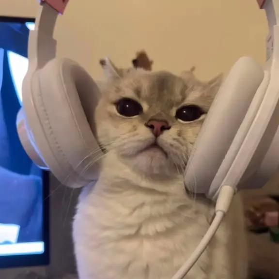 古得猫宁（深爱版）
