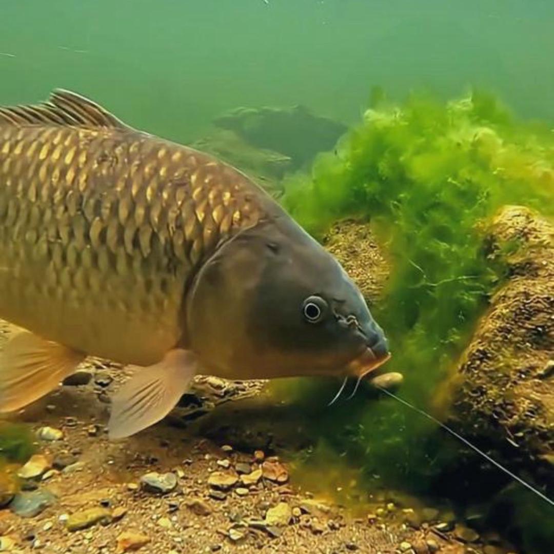 360 度可旋转全景探鱼器