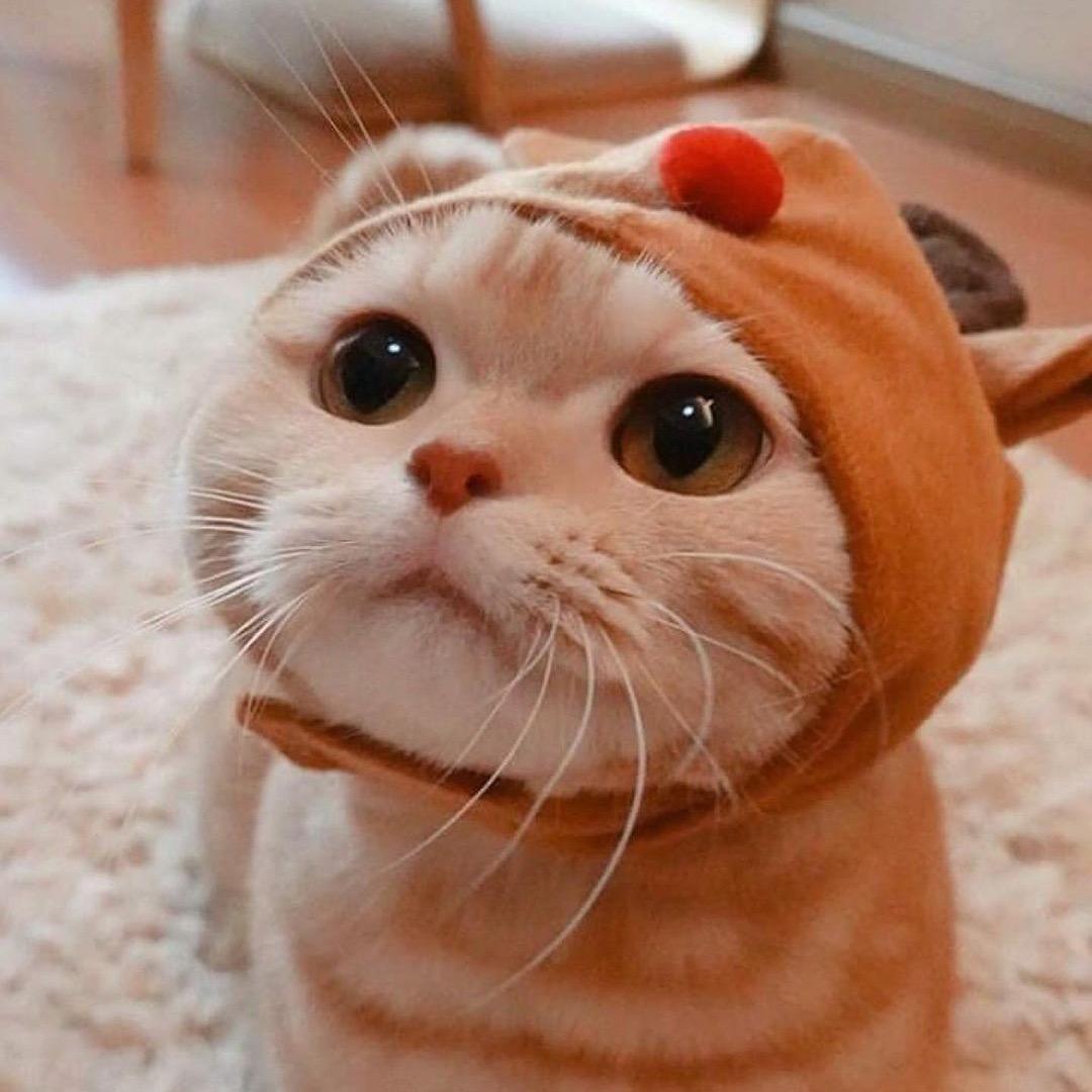 沙雕猫咪的日常生活