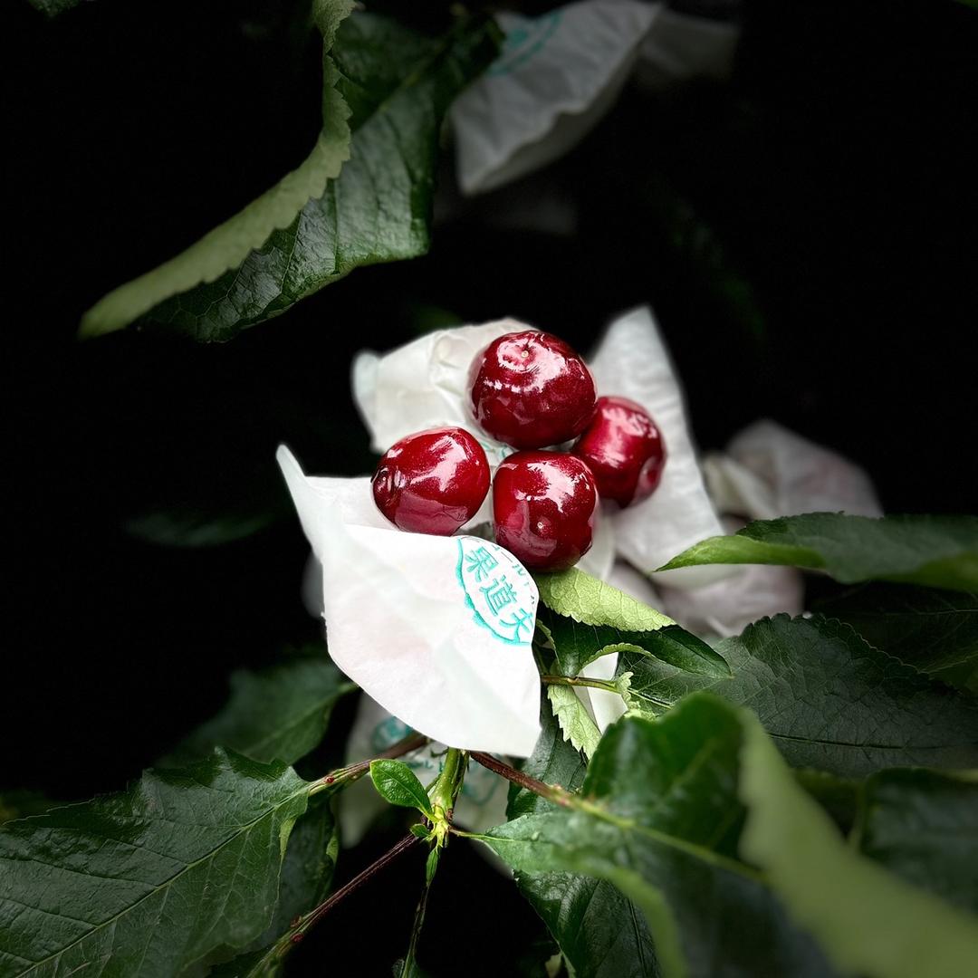 约素云果果果树苗木专卖店