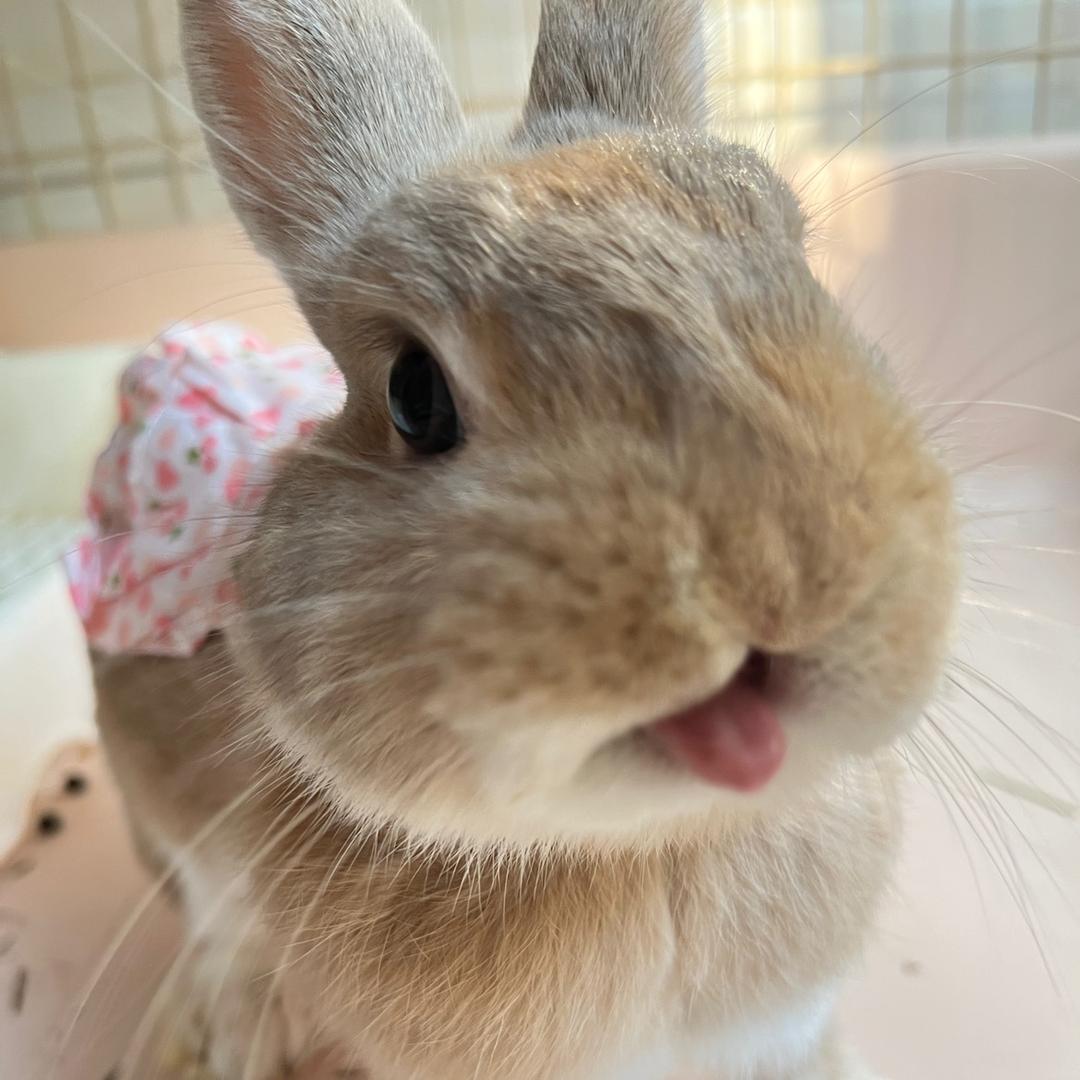 浅忆🐰