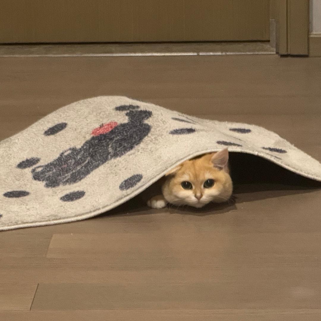 猫猫祟祟QAQ