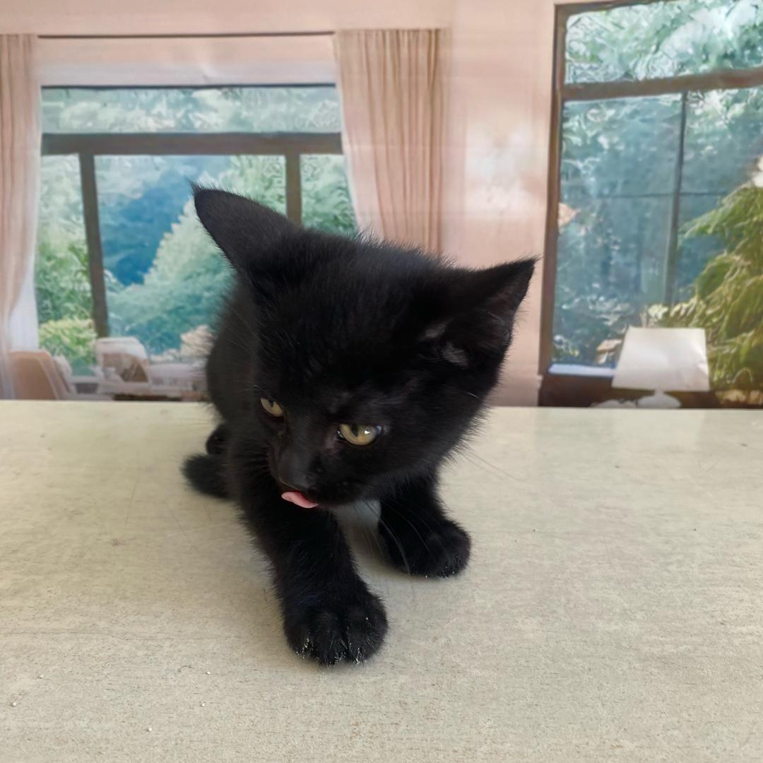 黑猫玄烨