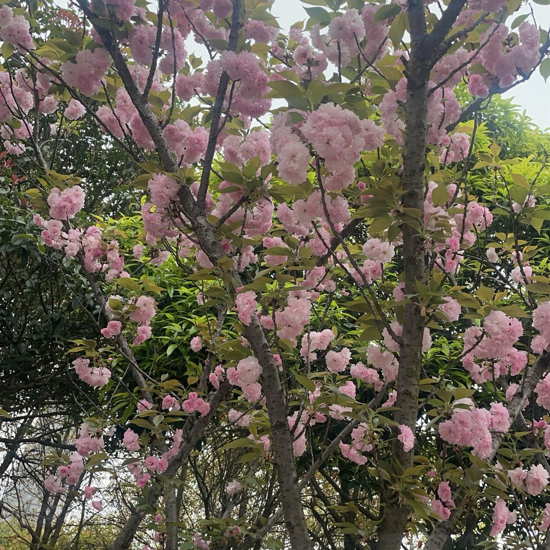 w大好河山