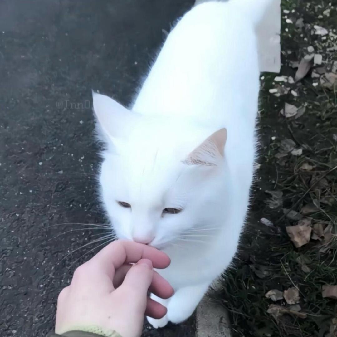添