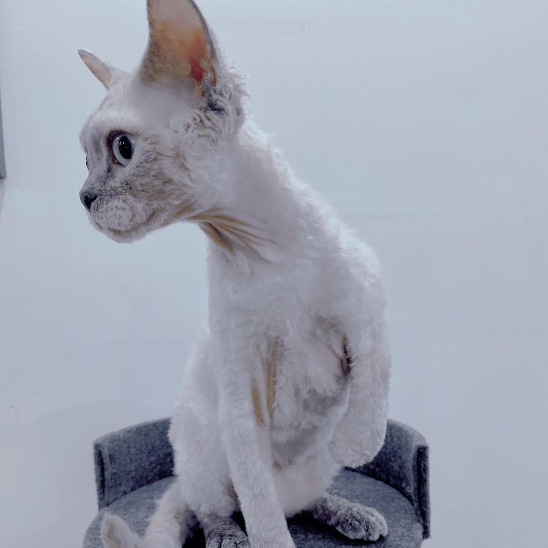 大户人家