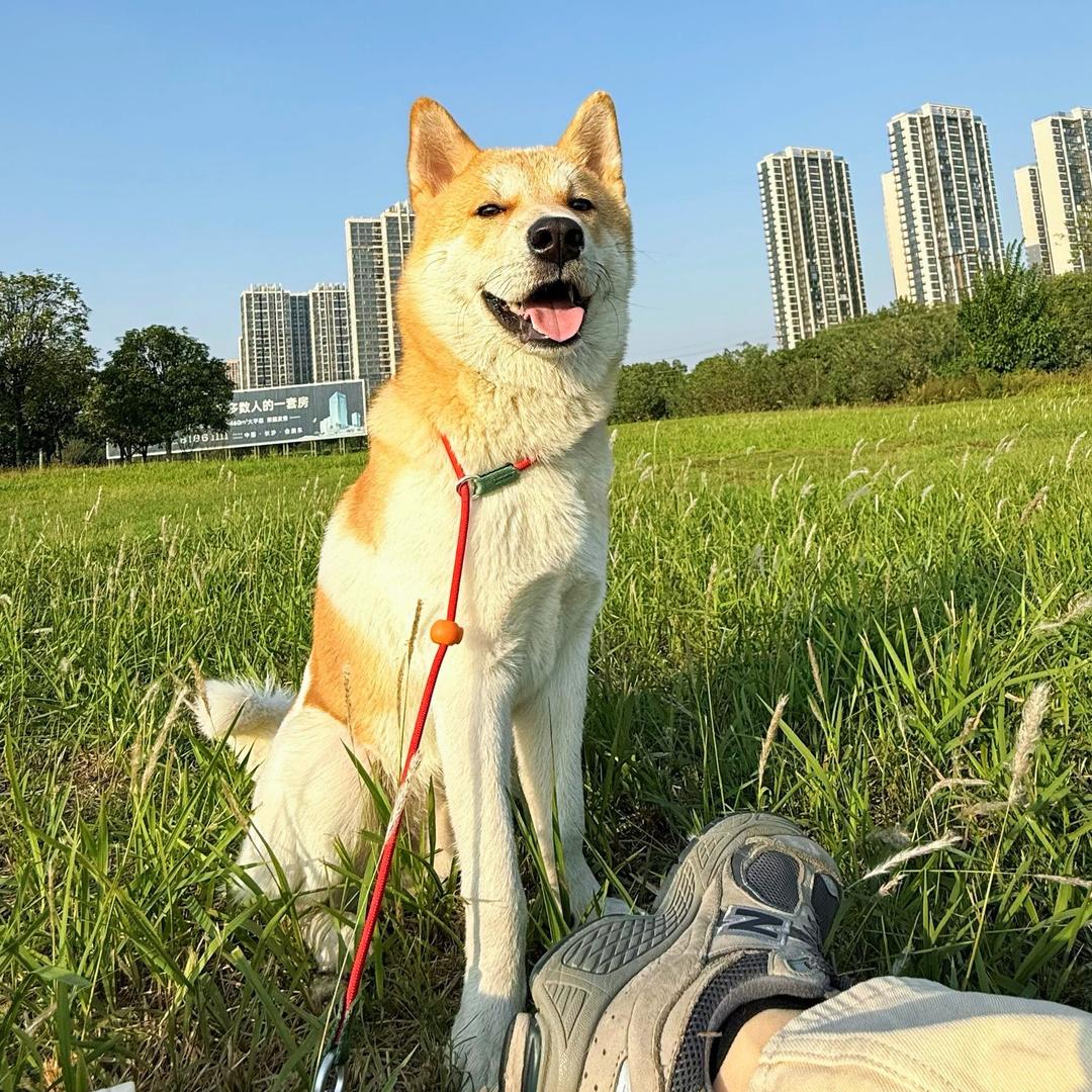 桃崽是田园犬