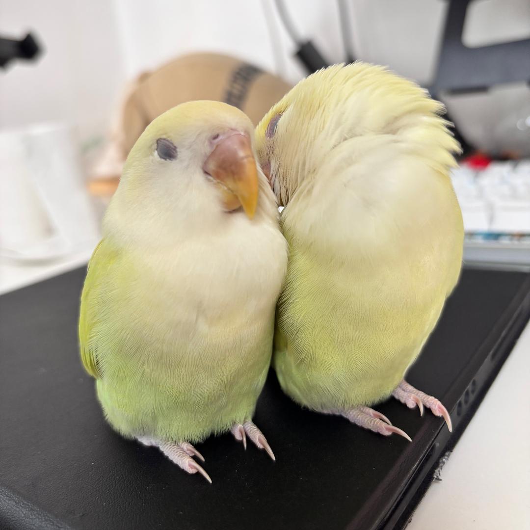 鹦鹦怪（鸟妈）