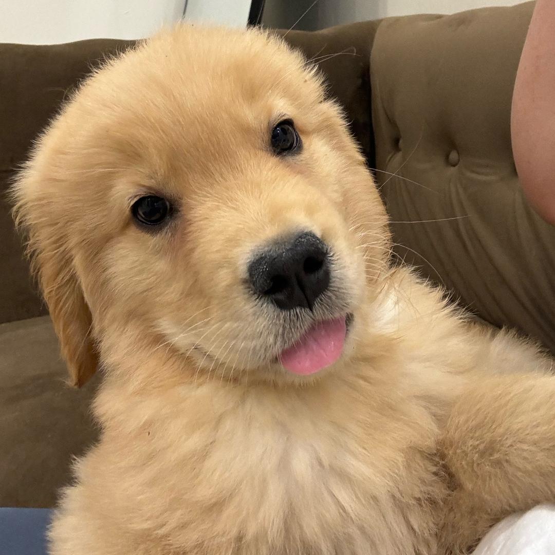 小狗生煎包🍖