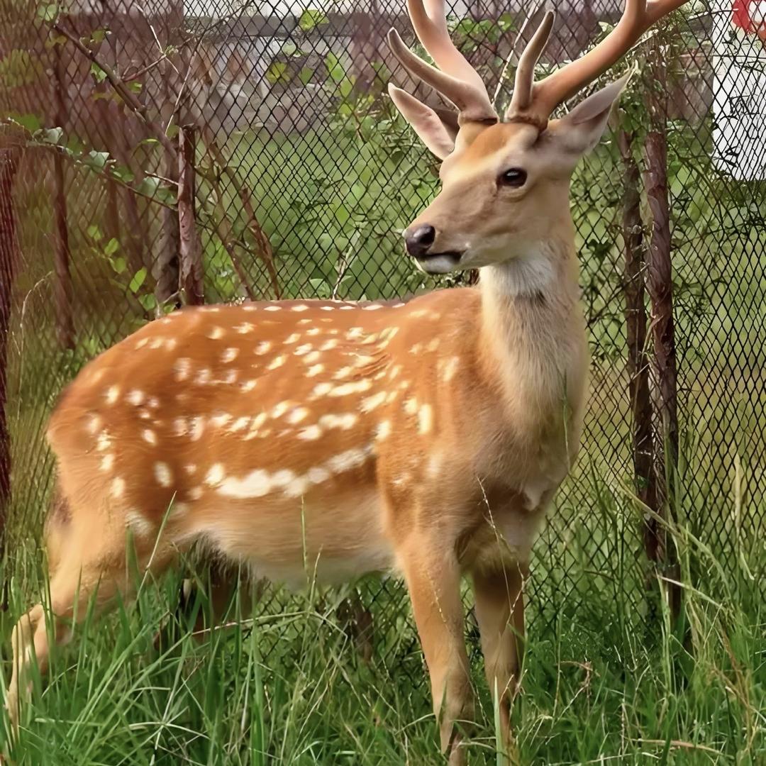 久鹿盈瑞养生酒专卖店