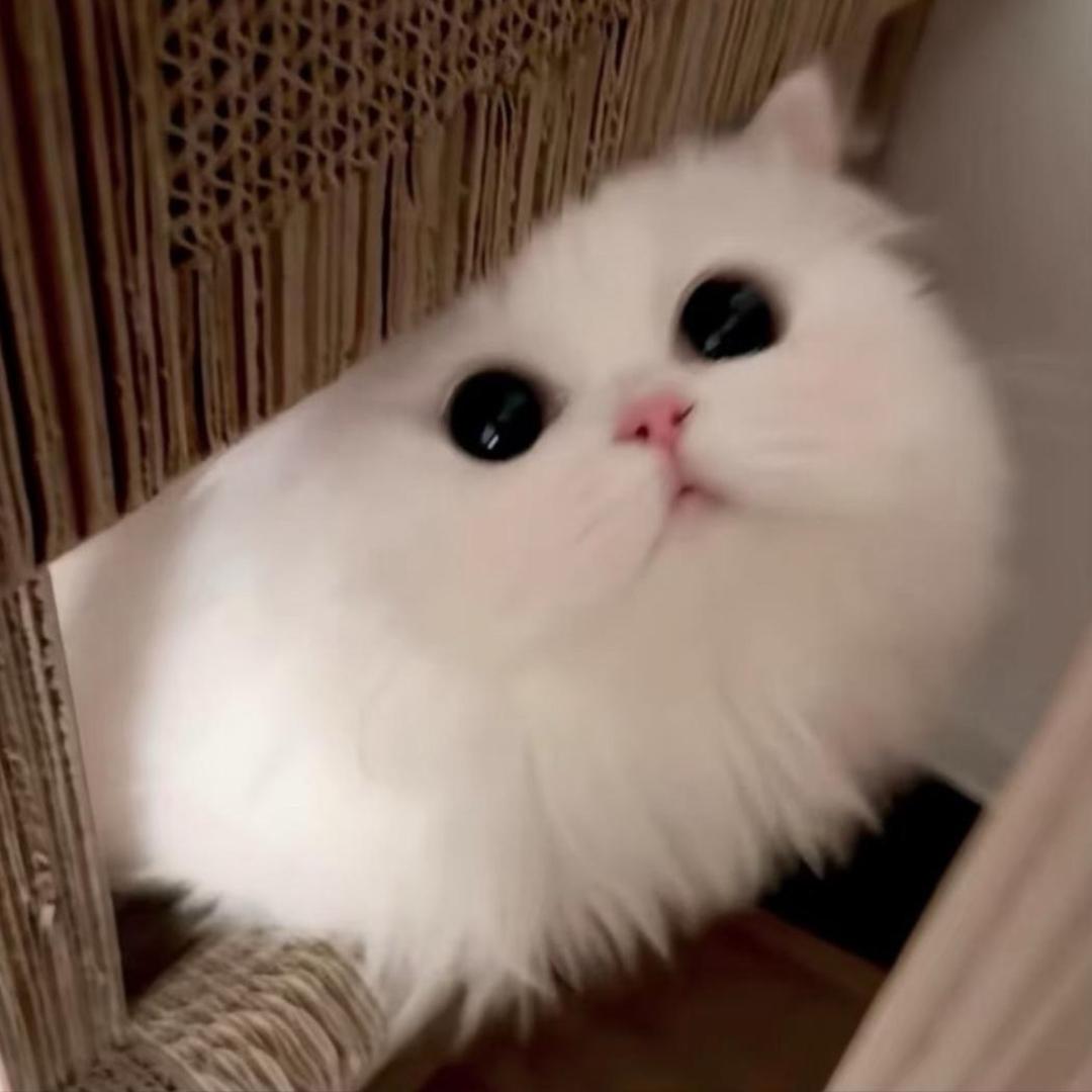 秉性