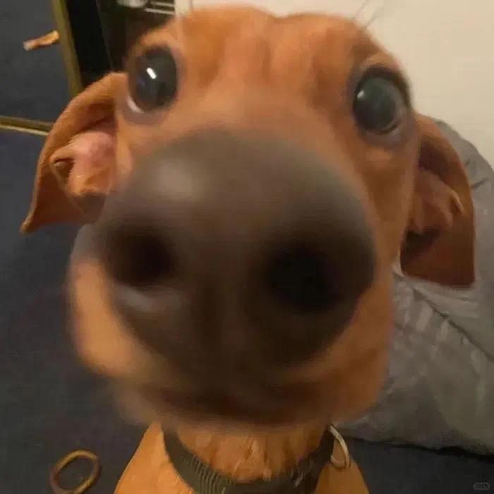 恺