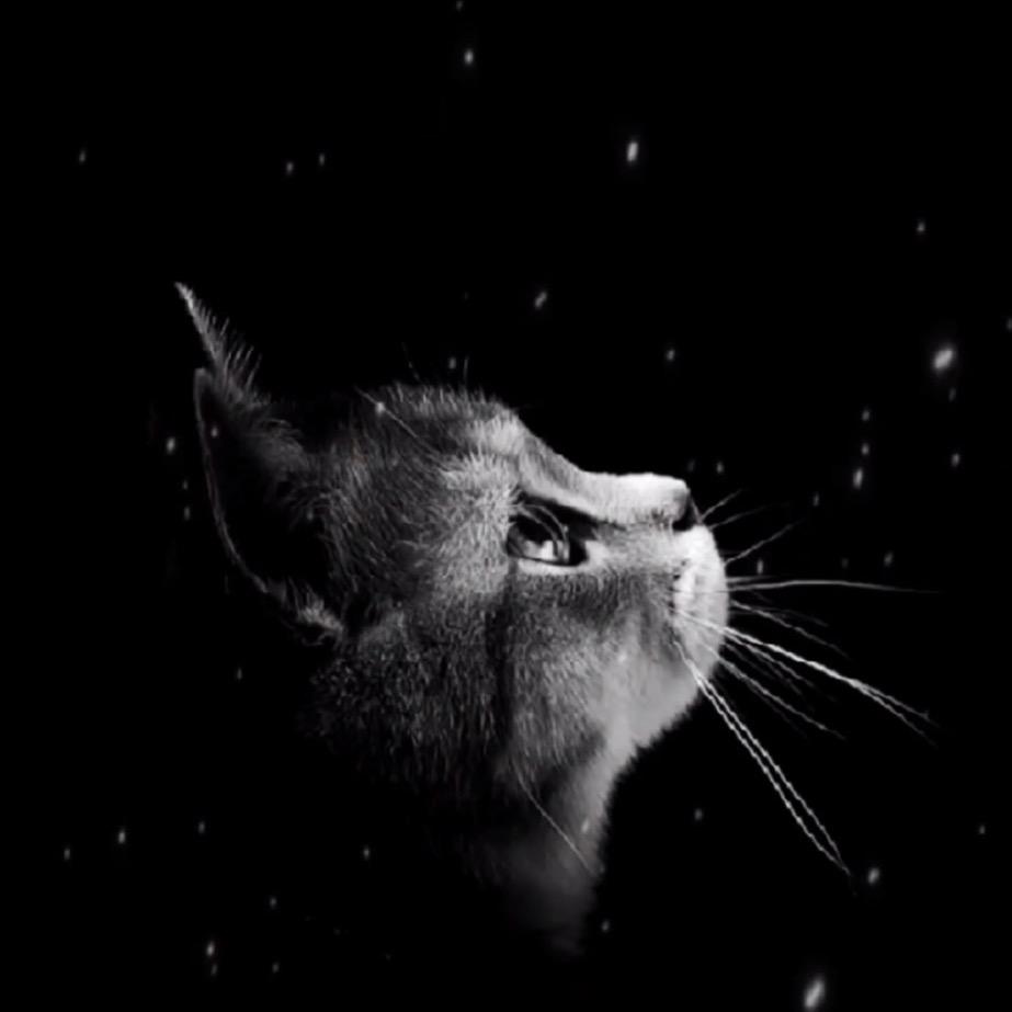懒懒的猫猫