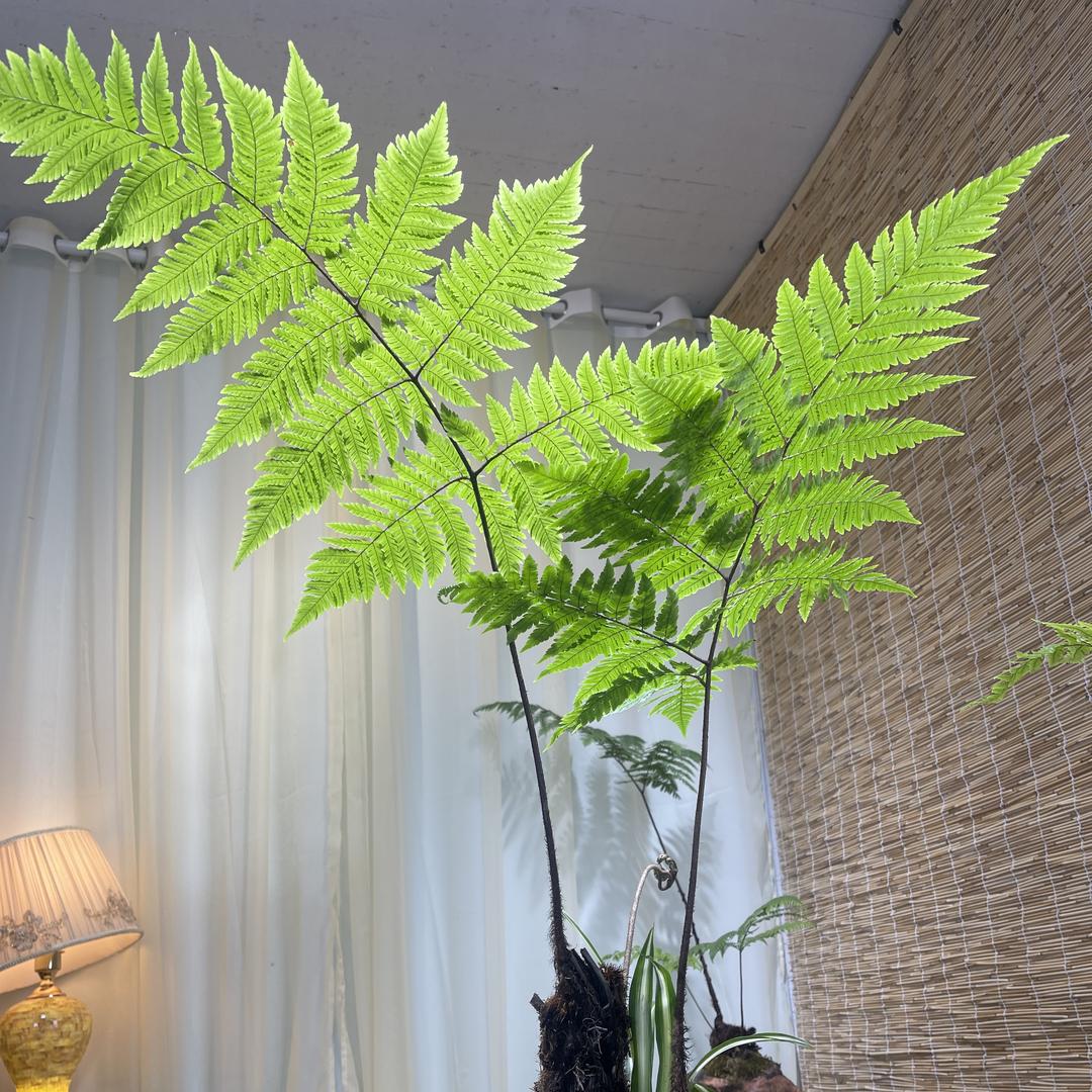 青奢小院植物批发