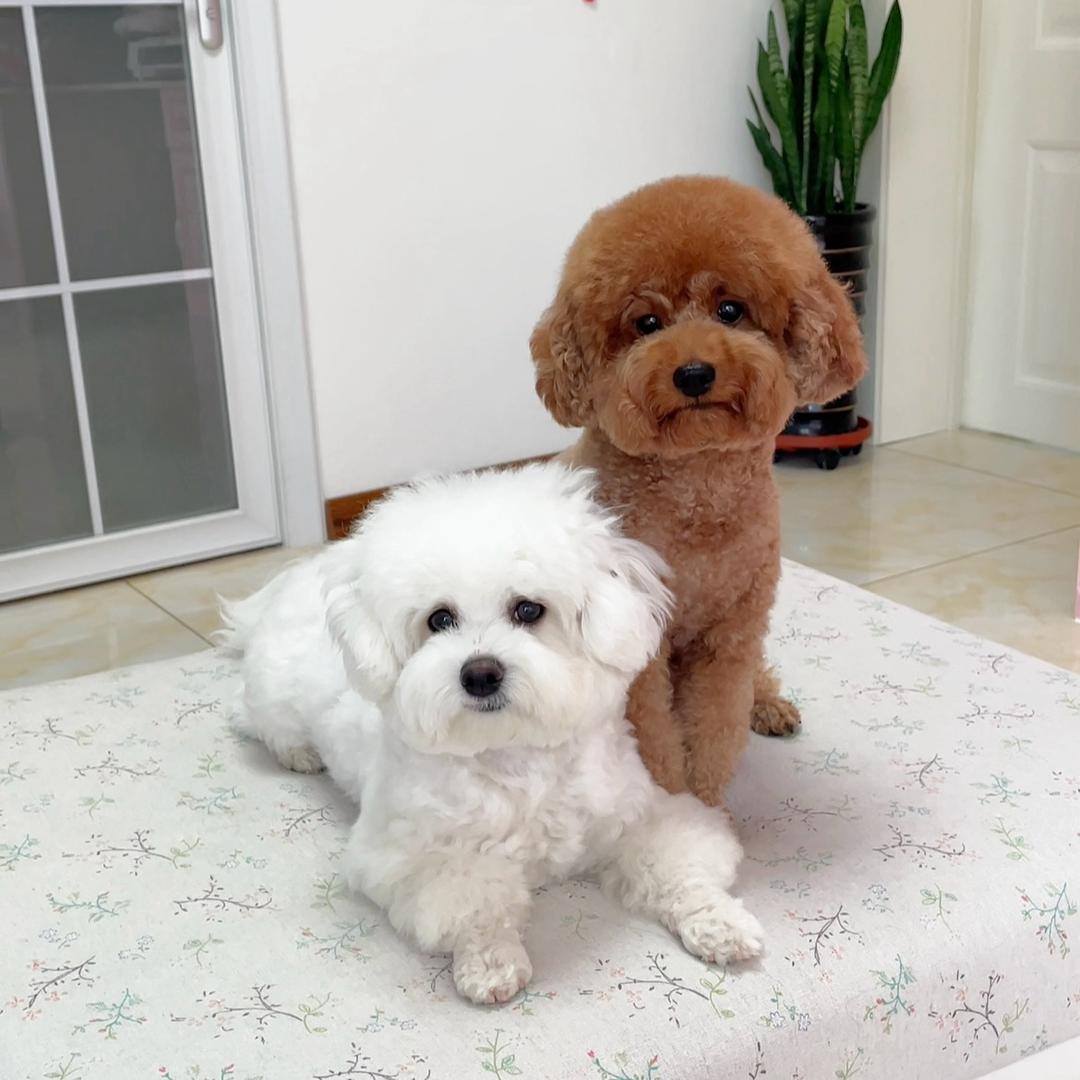 毛毛是泰迪