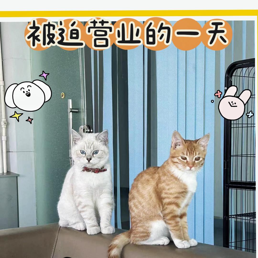 大财财一家🐱