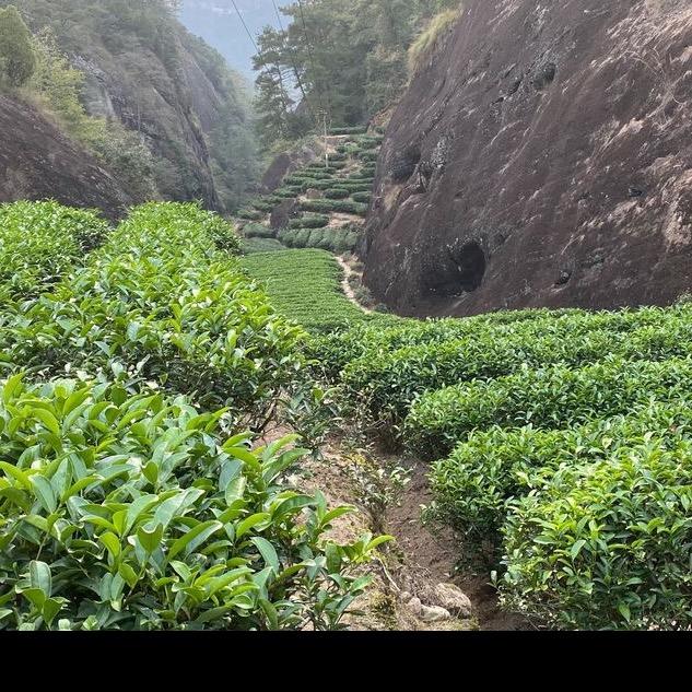 小美茶叶！