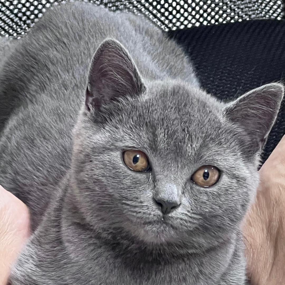 财猫