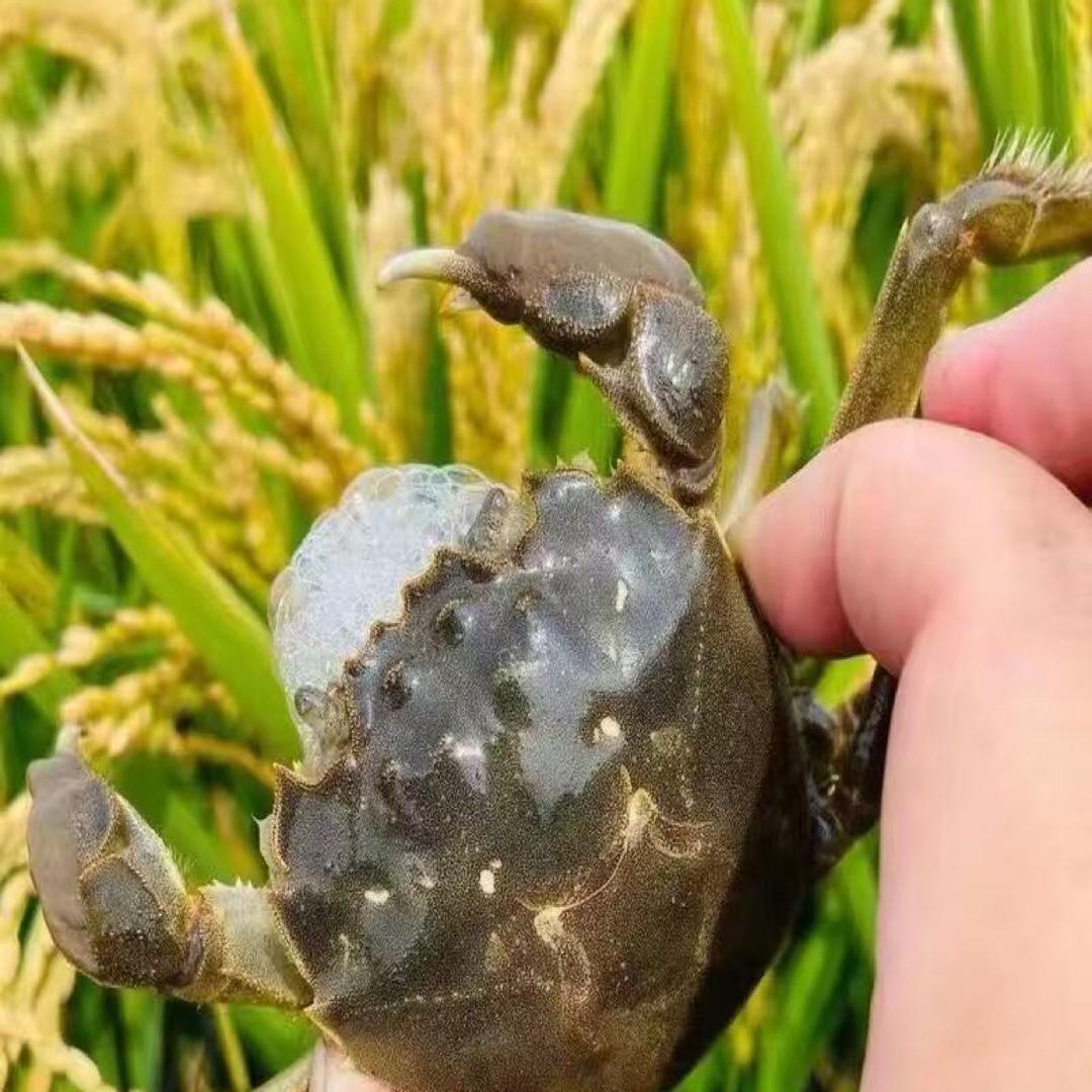 彧乐生鲜甄选