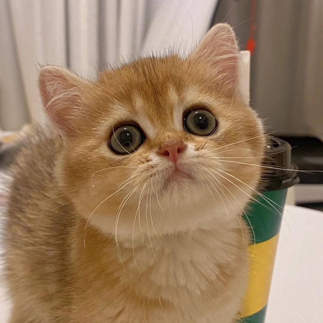 良子养猫日记