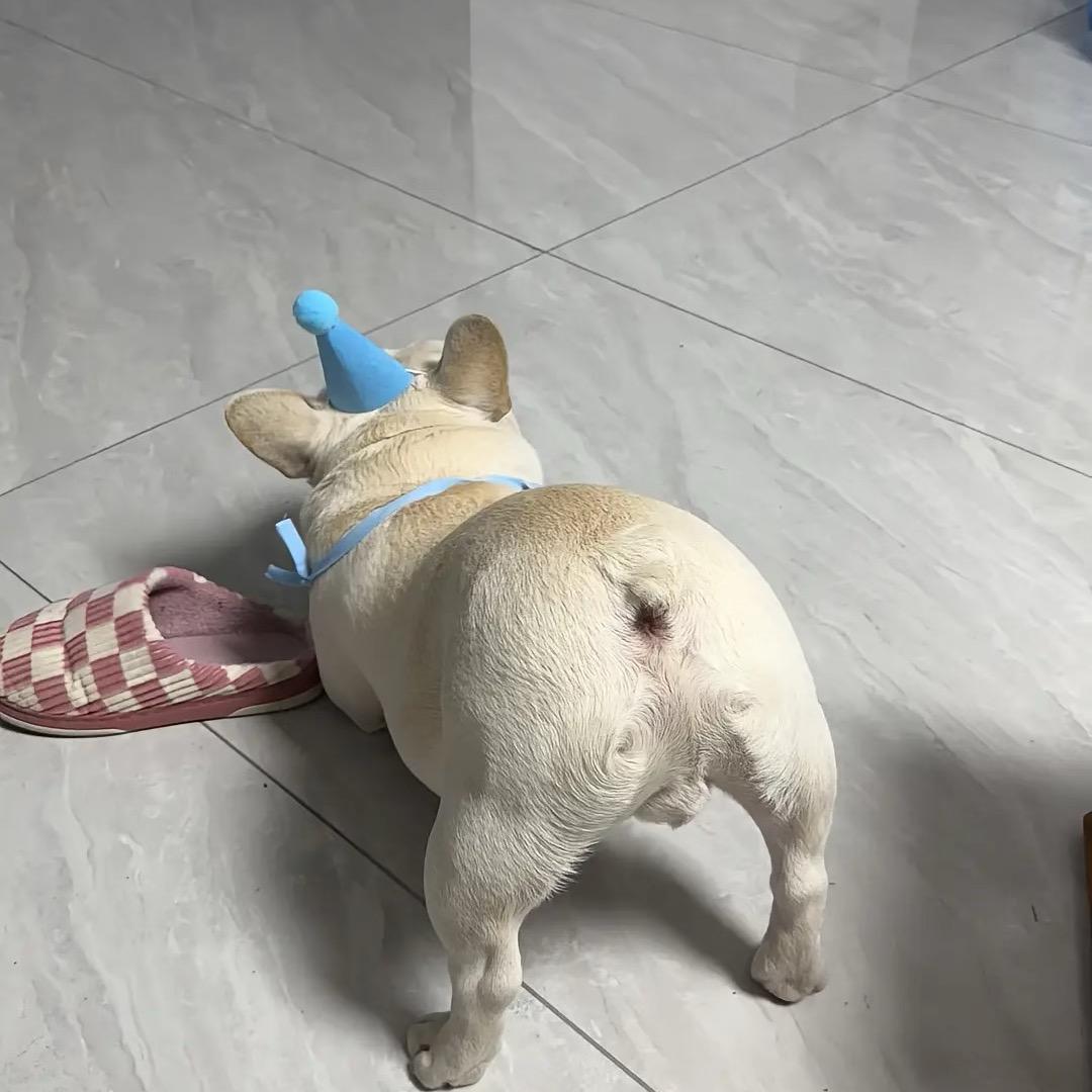 狗